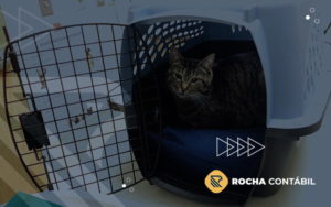 Entenda Como Implementar Um Controle De Entrada E Saida Efetivo Para Sua Clinica Veterinaria Post (1) - Rocha Contábil